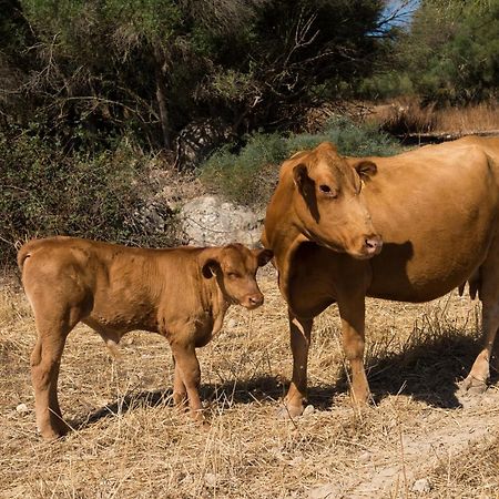 Agroturismo Can Feliu Porreres Ngoại thất bức ảnh