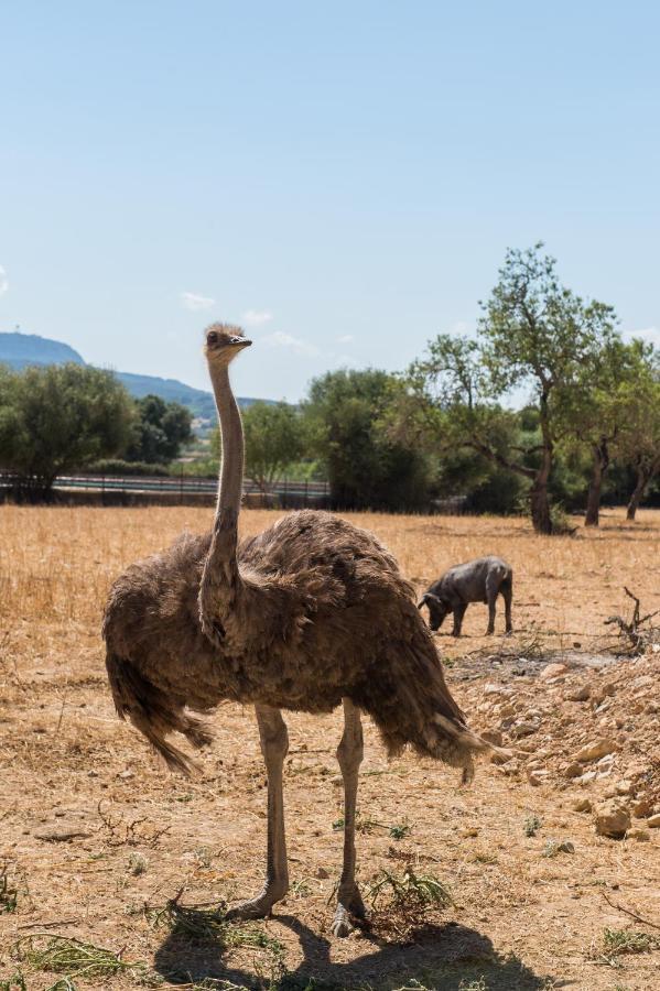 Agroturismo Can Feliu Porreres Ngoại thất bức ảnh